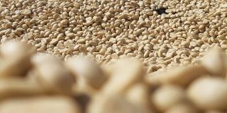 A large pile of light-coloured coffee beans, with the foreground out of focus