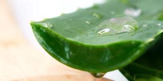 An aloe vera plant with moisture visible on top