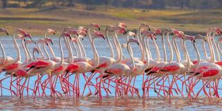 A group of flamingos treading across a lake