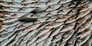 Fish and seafood