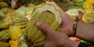 Cocoa P1100349