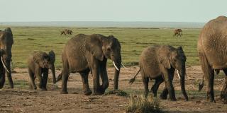 Wildlife banner - herd of elephants walking across a savanna