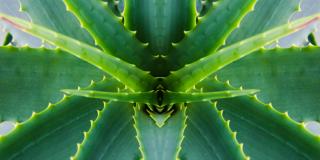 aloe vera