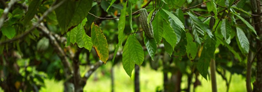 Cocoa plantation