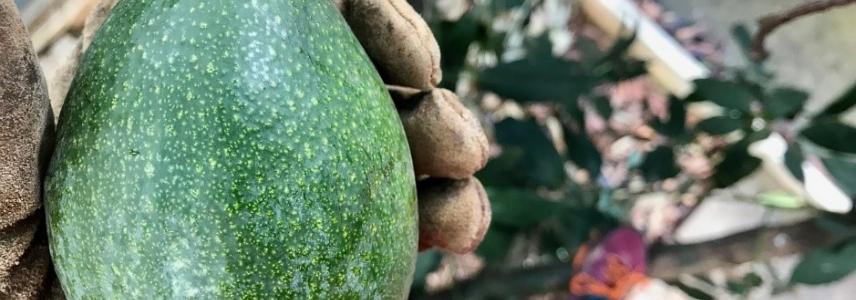Avocado