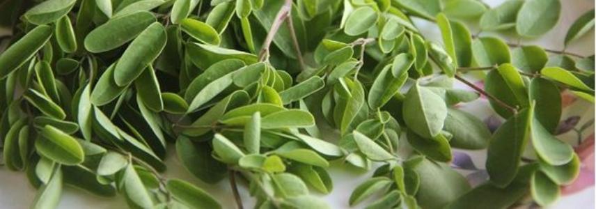 Moringa