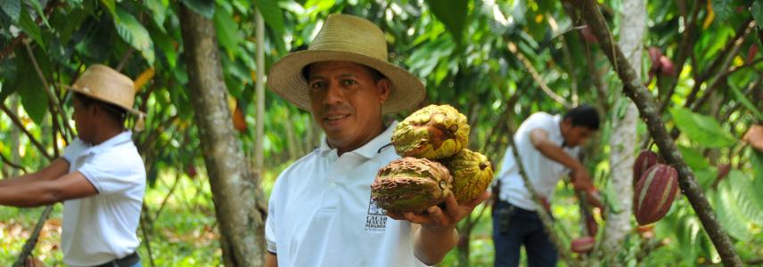 Men harvesting cocoa beans