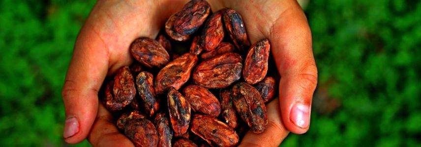 cocoa beans